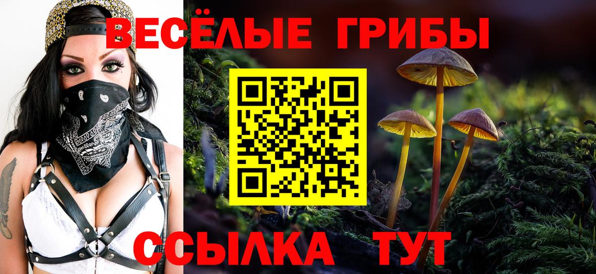 Александров  Галлюциногенные грибы Cubensis  наркота  Вход с VPN 